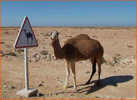 private tour from Marrakech in Morocco to desert in Zagora private tour from Marrakech in Morocco to desert in Zagora
